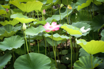 北京莲花池公园（2）2026-6-18 f