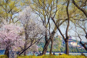 颐和园西堤（6）2026-03-20 e