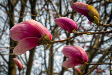 春季玉兰花（5）2026-03-24 d