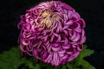 天坛公园菊花（3）2023-10-31 c