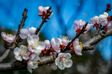 天坛公园杏花（6）2026-03-27 b