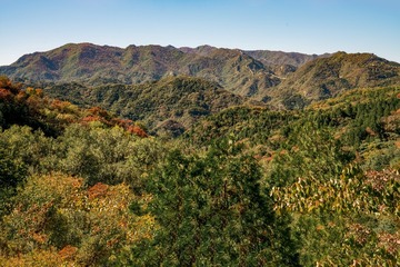 北京八达岭森林公园（19）2024-10-10 a