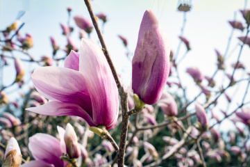 春季玉兰花（7）2026-03-24 a