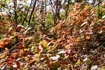 北宫森岭公园（9）2023-10-26 f