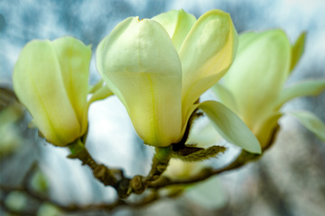 春季玉兰花（4）2026-03-24 a