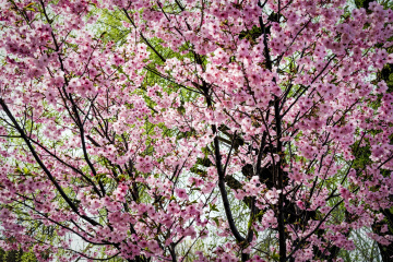 玉渊潭公园樱花（6）2026-03-30 a