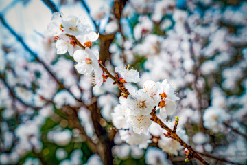 天坛公园杏花（7）2026-03-27 b