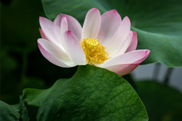 北京莲花池公园（22）2026-6-18 e