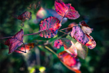 北京八达岭森林公园（21）2025-10-14 f