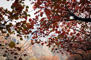 北京坡峰岭（21）2024-10-21 a