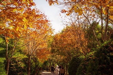 北宫森岭公园（11）2024-10-19 f