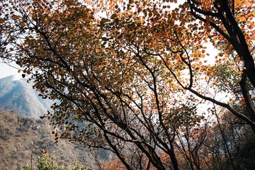 北京坡峰岭（19）2024-10-21 b