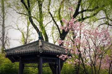 玉渊潭公园樱花（5）2026-03-30 c