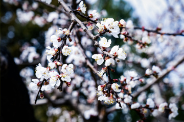 天坛公园杏花（5）2026-03-27 c