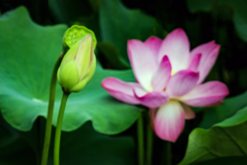 北京莲花池公园（1）2026-6-18 f