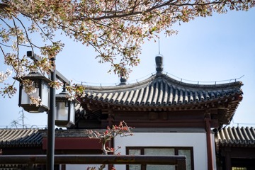 陶然亭公园海棠花（9）2025-4-2 d