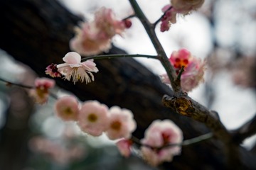 北京明城墙遗址公园（5）2025-3-13  f
