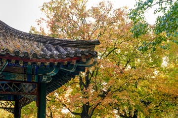地坛公园（4）2024-11-3 b