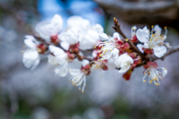 天坛公园杏花（5）2026-03-27 d