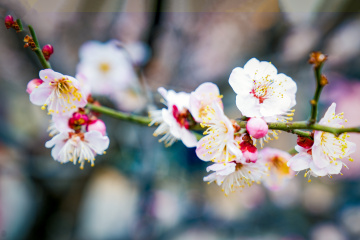 北京明城墙遗址公园（7）2026-03-17 b