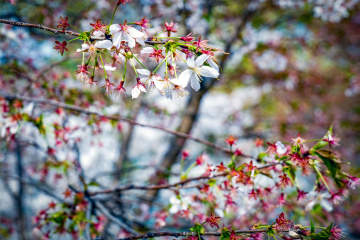 玉渊潭公园樱花（6）2026-03-30 d