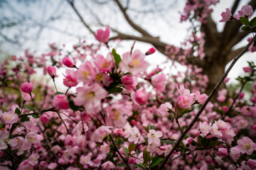 北京陶然亭公园海棠花(18)2026-04-02 c