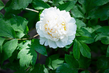 景山公园牡丹（18）2026-04-21 c