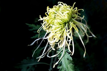 北海公园菊花（15）2024-10-5 f