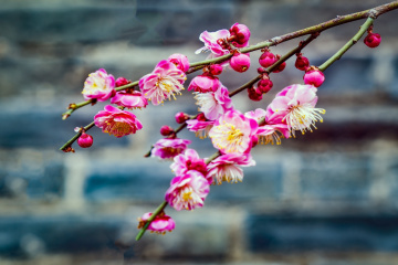 北京明城墙遗址公园（9）2026-03-17 c