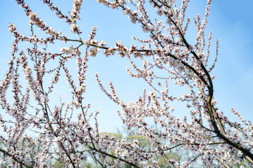 颐和园西堤（5）2026-03-20 c