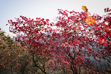 北京坡峰岭（18）2024-10-21 c