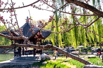 陶然亭公园海棠花（11）2025-4-2 f
