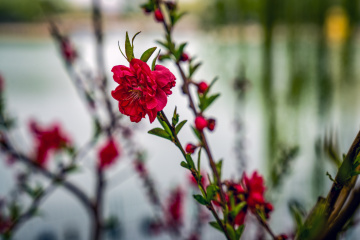 北京陶然亭公园海棠花(13)2026-04-02 a