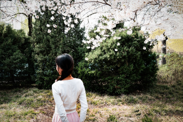 玉渊潭公园樱花（4）2026-03-30 d