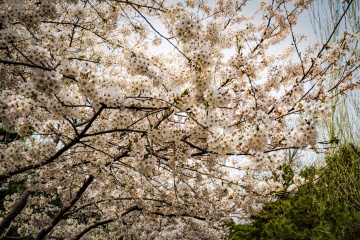 玉渊潭公园樱花（3）2026-03-30 c