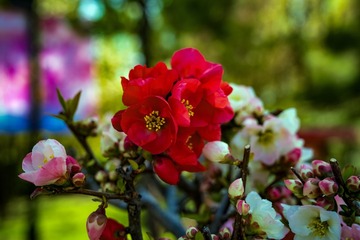 然亭公园海棠花（1）2025-4-2 b