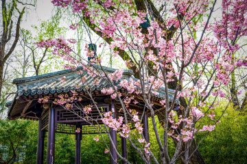 玉渊潭公园樱花（5）2026-03-30 e