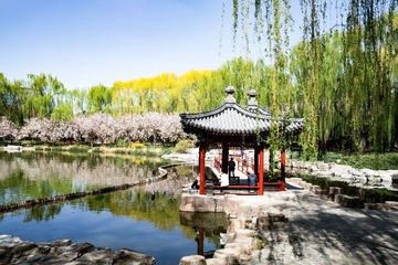 陶然亭公园海棠花（4）2025-4-2 f