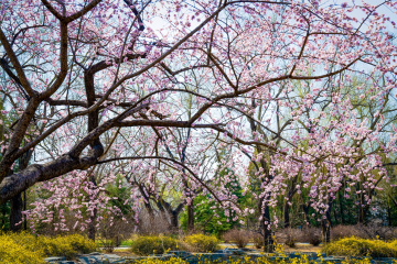 颐和园西堤（5）2026-03-20 e