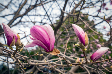 春季玉兰花（4）2026-03-24 c