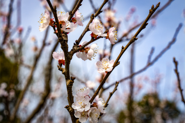 天坛公园杏花（5）2026-03-27 a