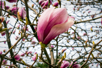 春季玉兰花（4）2026-03-24 b