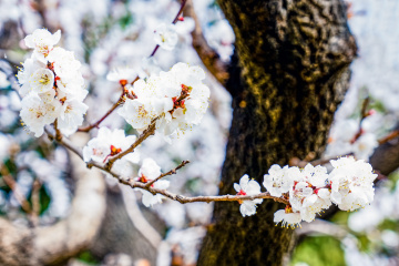 天坛公园杏花（6）2026-03-27 c