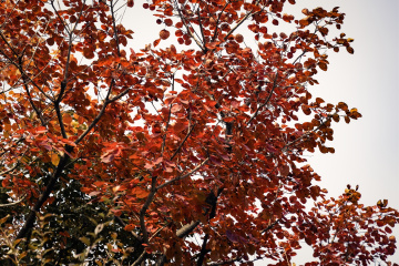 北京坡峰岭（16）2025-10-25 d