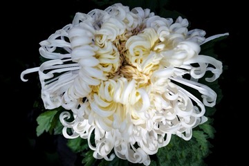 天坛公园菊花（2）2023-10-31 e