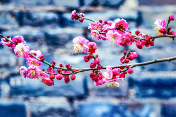 北京明城墙遗址公园（9）2026-03-17 d