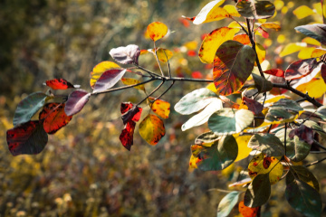 北京八达岭森林公园（22）2025-10-14 f