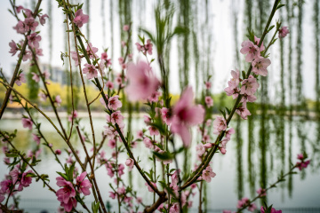 北京陶然亭公园海棠花(12)2026-04-02 f