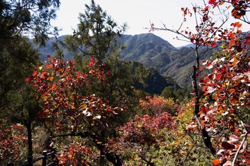 北京八达岭森林公园（13）2024-10-10 f