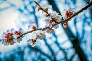 天坛公园杏花（5）2026-03-27 f